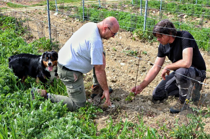 Faugères winegrowers test Bouquet resistant grape varieties