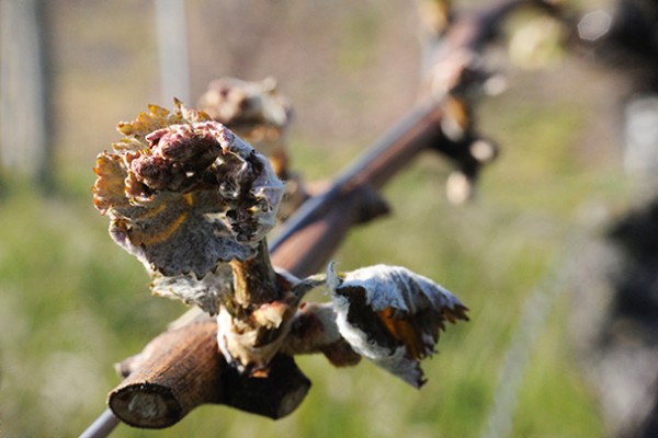 Risque confirmé de gros dégâts de gel sur vigne ce weekend