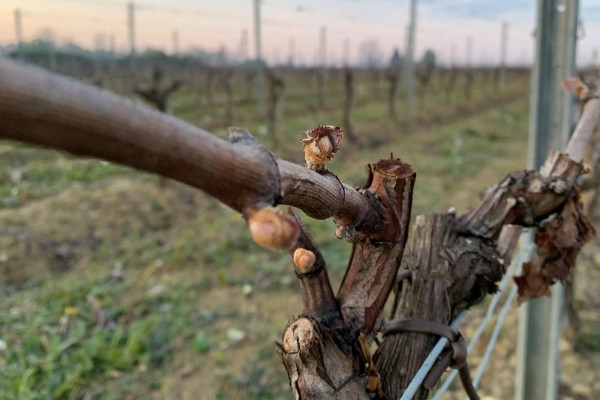 Disparité des dégâts de gel dans les vignobles de France