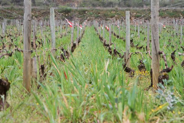  Un rallye sur les couverts végétaux dans les vignes de Bourgogne