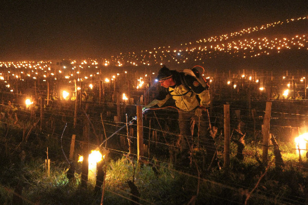 Lutte et espoir contre le gel dans le vignoble de Bourgogne