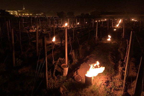 Appels syndicaux au soutien public des vignerons encore touchés par le gel 