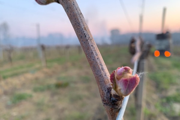 Après le gel, l'heure du constat de dégâts au vignoble