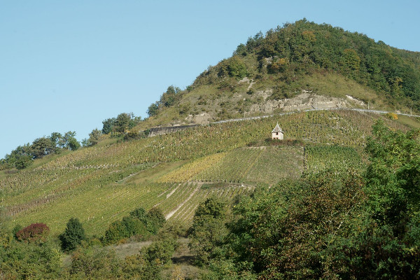 Contraction des volumes et marche vers le bio dans le Bugey