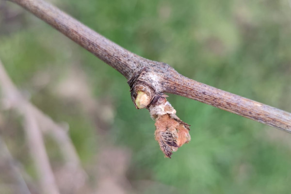 Dégâts de gel limités aux vignes précoces à Cahors