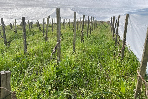 Validé hors AOC, le voile d'hivernage contre le gel testé en vignes d'appellation