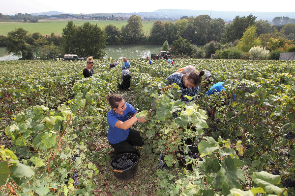 Prolongation du Tesa simplifié pour les saisonniers viticoles