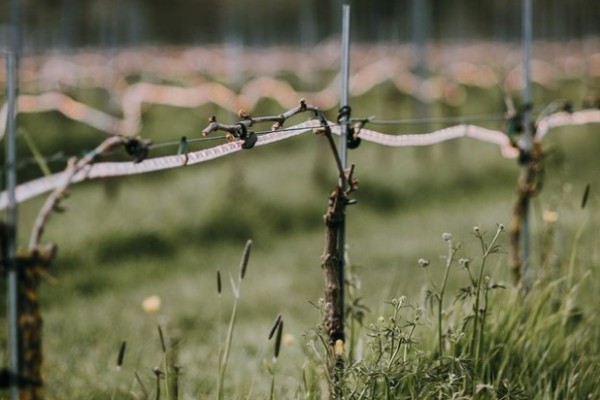 Une protection électrique à déclenchement automatique contre le gel