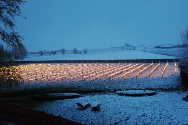 Nouvelle alerte gel pour les vignobles septentrionaux