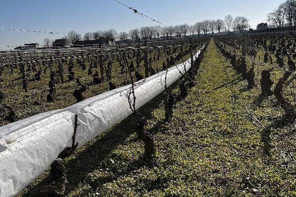  Trois nouveaux systèmes de lutte contre le gel à l'épreuve dans les vignes