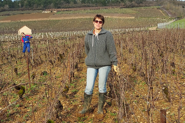 Cépages résistants pour les vins IGP de Bourgogne