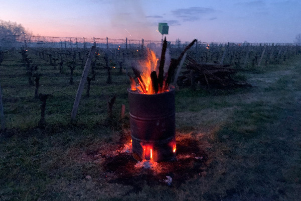 'Encore un petit coup' de gel pour les vignes de chardonnay en Bourgogne, Champagne, Jura…