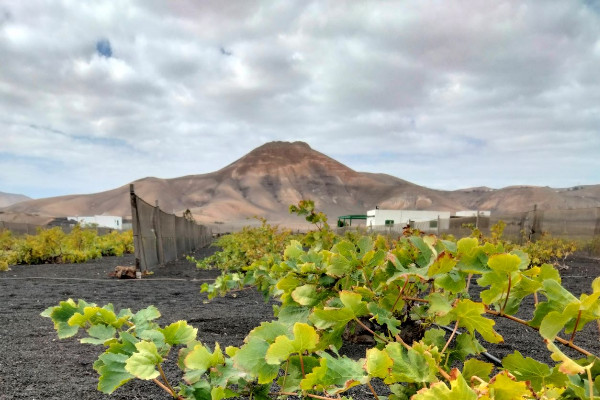1ère vendange d'avril aux Canaries face au changement climatique
