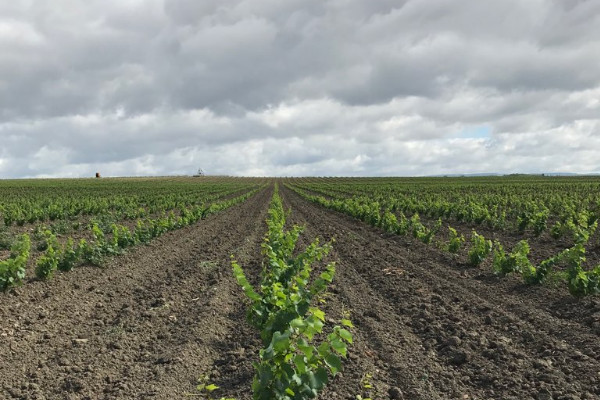 Arterris mise sur la diversification grâce aux vins de France 