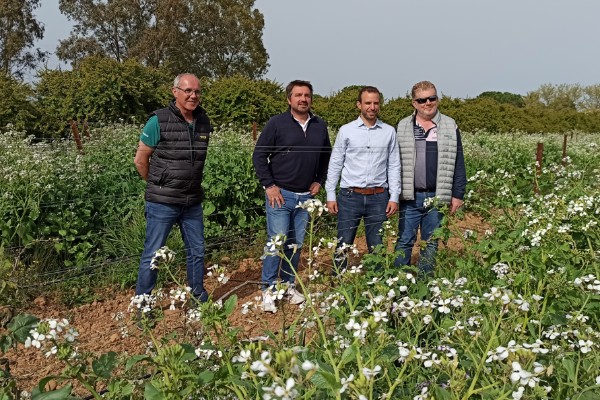 Un vignoble de démonstration des couverts végétaux pour InVivo