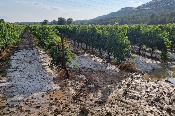 Quand et comment consulter la météo pour éviter les mauvaises surprises au vignoble 