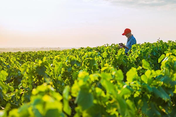 20 millions d’euros d'aides à l'achat de drones, stations météo, ou robots viticoles