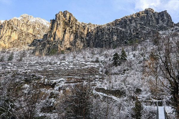 Renaissance d’un vignoble dans la vallée de la Roya