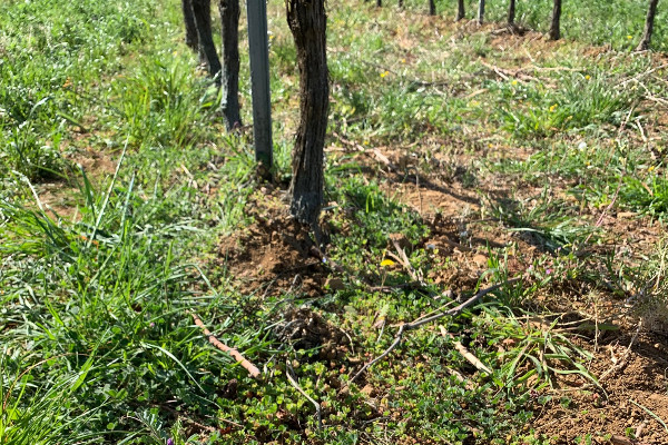 Le groupe Perret avance vers l’hydroseeding sur le cavaillon