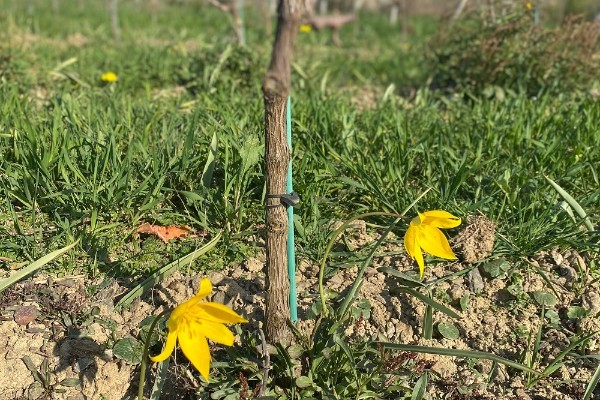 Vignes et tulipes sauvages font bon ménage 