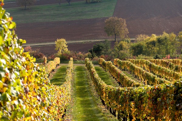 Les vignerons du syndicat de Couchey récompensés pour leur engagement pour l’environnement