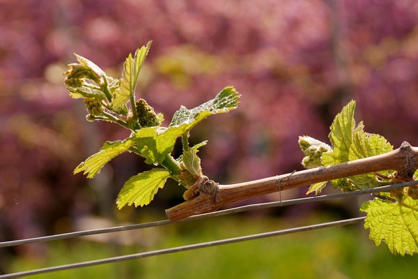 Le gel n’a pas amputé les réserves de la vigne