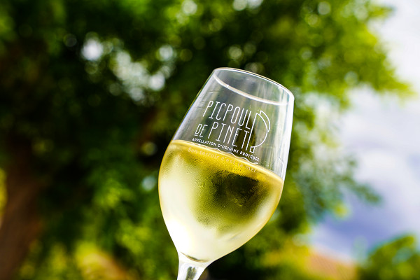 Les vins de Picpoul de Pinet montent en gamme avec Patience