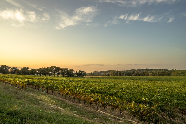 Tariquet mise sur le smart farming pour contenir le mildiou avec moins de phytos