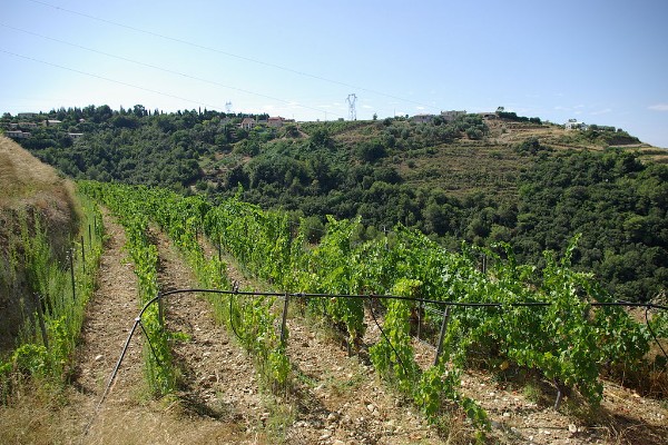 Les pluies du weekend vont provisoirement sortir le vignoble de Provence de la sécheresse
