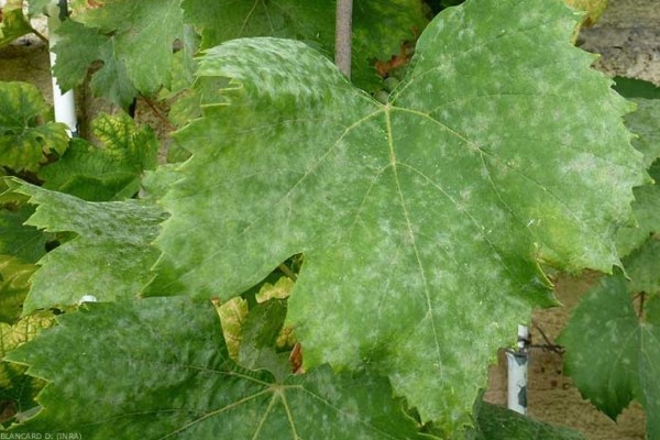 Premiers traitements anti oïdium et mildiou dans le vignoble