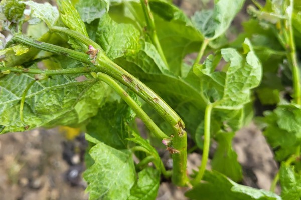 De la grêle dans les vignobles de l’Aude, du Gard et des Pyrénées Orientales  