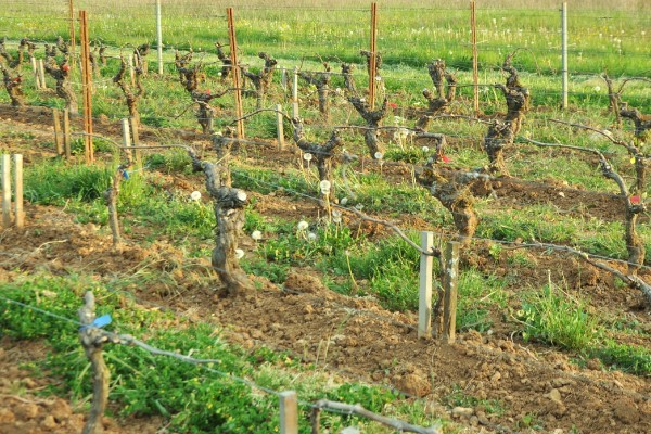 Tailler en deux temps en jouant sur les entre-cœurs pour sauver la vigne du gel