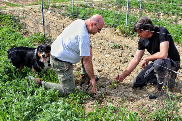 Les vins de Faugères testent les cépages Bouquet