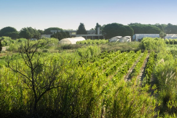 Greffons de vignes et porte-greffes bientôt produits sous serre