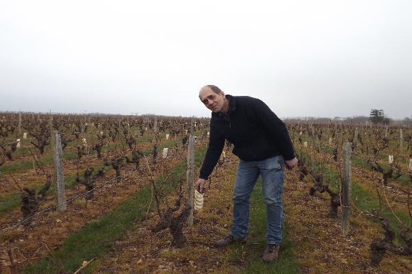  L’acide gibbérellique réduit le risque de botrytis dans les vignes