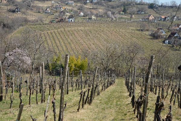  Les rouges de Szekszárd en Hongrie, des vins à découvrir