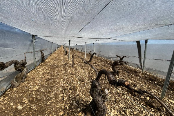 Bilan « mitigé » après 5 ans de bâches antigel pour ce domaine de Chablis