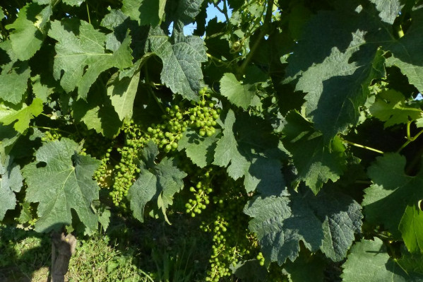 Un extrait de plante pour raisonner la nutrition de la vigne