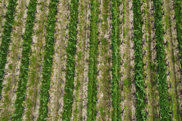 A chaque terroir viticole ses couverts végétaux 