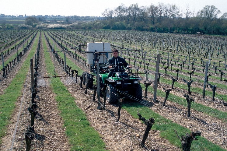 Avec la limitation du glyphosate, les herbicides de prélevées font leur retour dans les vignes