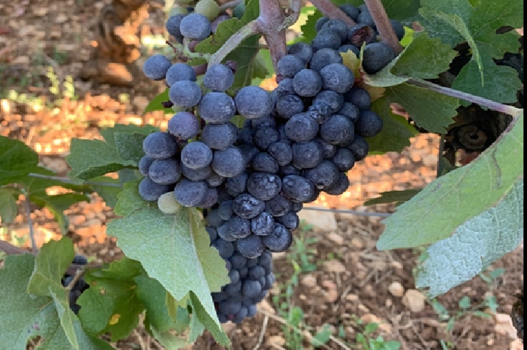  De nouveaux produits pour protéger les vignes et les grappes des coups de soleil