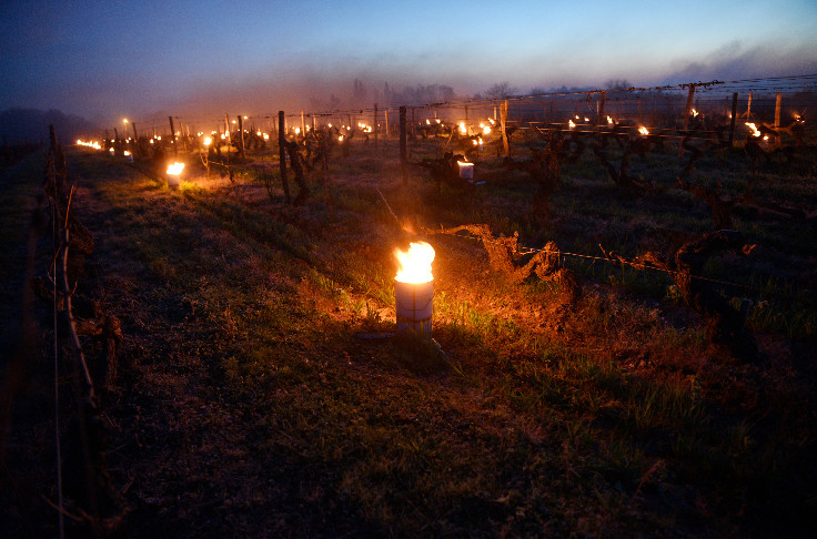Risques de gelées blanches ce mercredi 5 avril dans le vignoble   
