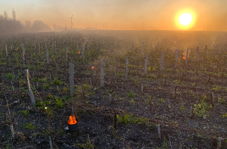 Gel localisé et dégâts limités pour les vignes, ouf !