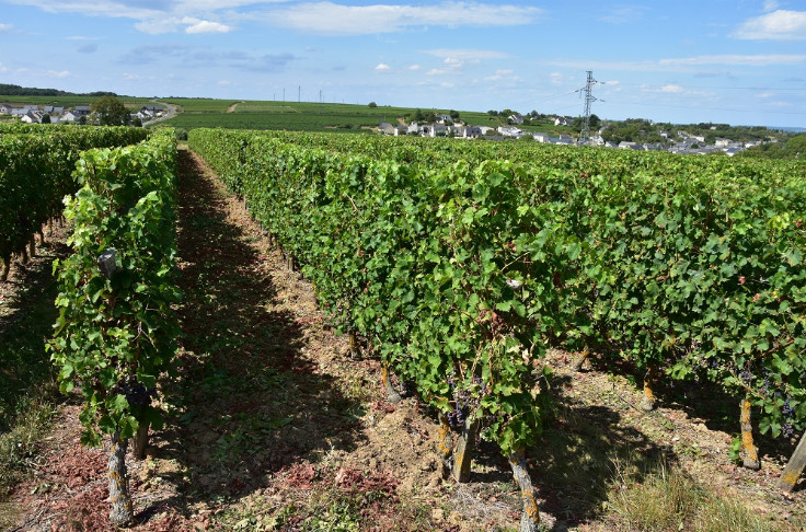 L’Anjou-Saumur lance la bataille viticole contre la flavescence dorée