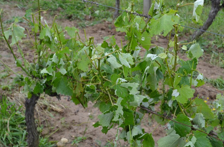 Gel, grêle, sécheresse… Comment limiter la casse au vignoble ?