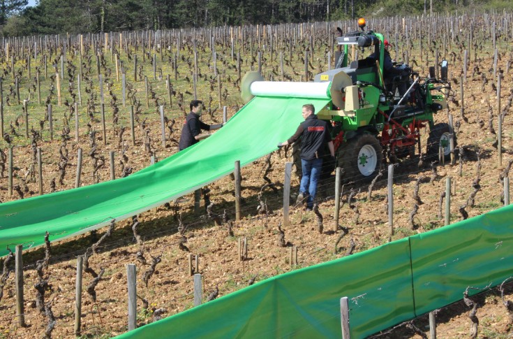 Un géosynthétique durable contre le gel dans les vignes