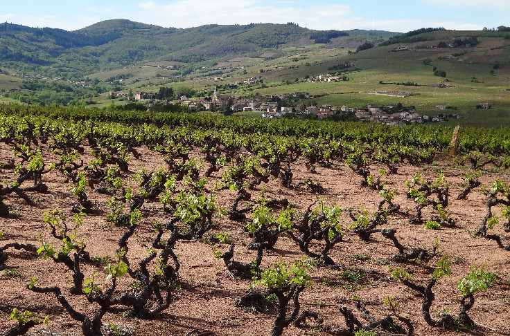 Le vignoble du Beaujolais dévoile 12 