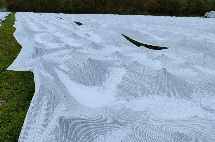 Après le gel, la grêle tombe sur ces voiles mais pas sur la vigne dessous