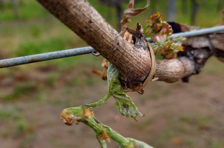 La grêle dévaste localement des vignes de Bordeaux