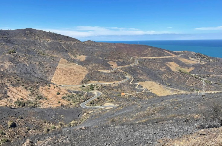 A Cerbère, seules les vignes ont résisté à l’incendie 